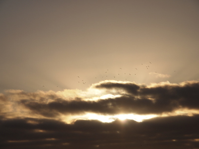 [The bottom third of this photo is a cloud bank with one slit to open sky in the middle of it. Through this slit the glowing orb of the sun shines and extends its rays visibly out the top of the cloud bank. Black marks (birds) pepper the sky just above the cloud bank. The color tones on this are nearly all white and shades of grey.]